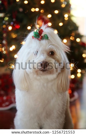 Beautiful Christmas Dog. A beautiful White Dog poses for Christmas Portraits by a Christmas Tree. 