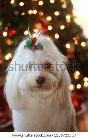 Beautiful Christmas Dog. A beautiful White Dog poses for Christmas Portraits by a Christmas Tree. 