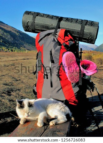 The backpacker was placed in on an uphill walk.cat sleeping near backpack,blurred background,china,
The dream of a cat to travel around the world.                            