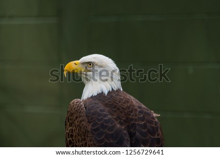 A bald eagle sitting and a branch at a local zoo