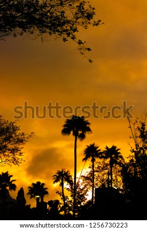 Florida palm trees in the cloudy sunset silhouette 