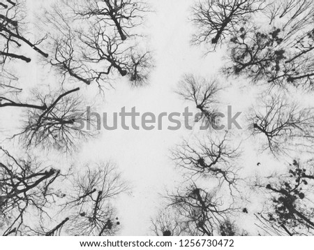 Winter forest from above. Spruce forest covered in fresh snow at winter sunset. AERIAL: Flying above an unrecognizable tourist on a relaxing walk through the beautiful snowy forest in wintry 