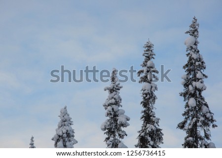 Fir Trees covered with hoarfrost and snow arctic circle polar climate
