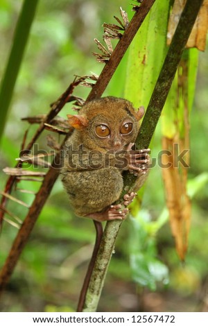 Tarsier photographed in Bohol, philippines