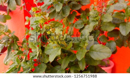 Basil leafs of India