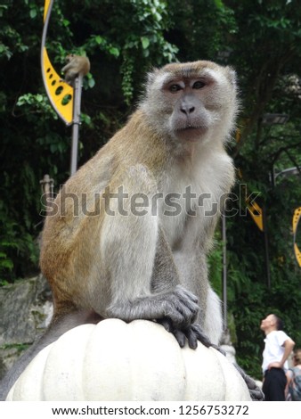 Beautiful portrait of a Monkey, with a men in the background that looks to another monkey sitting on a light post. Captured at Batu Caves, Malaysia
