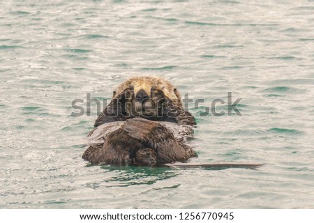 A wild sea otter in Seward Alaska napping with his paws covering eyes