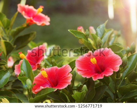 the red flowers and green leaves background.