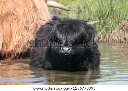 Black Cow with long hair in pond
