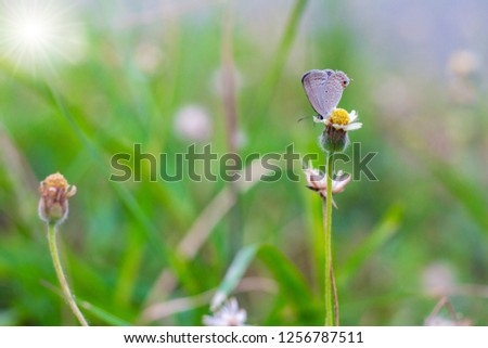 Small butterfly with flower of Coat buttons,Wild Daisy grass flowers.Blur nature background. 