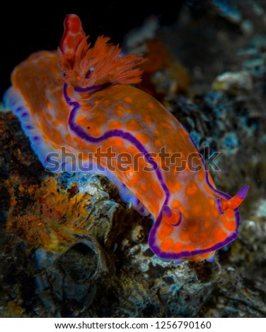 Underwater Macro shot of a nudibranch 