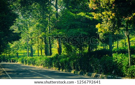 side road asphalt with green tree and bush wall on side in puncak bogor indonesia Royalty-Free Stock Photo #1256792641