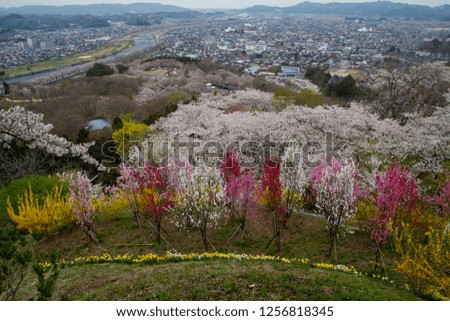 Funaokajyo Park in spring , Fukushima Japan.Cherry blossom Sakura