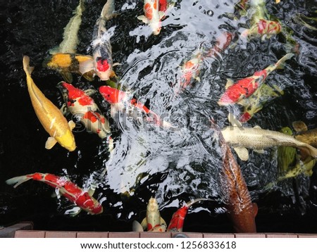 Koi fish or Fancy carp fish swimming in the pond
