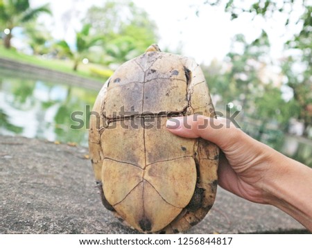 shell of a tortoise in my hand beside the marsh