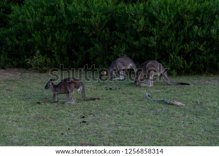 Wilsons Promontory Victoria Australia 12.12.2018 
joey kangaroos in the field