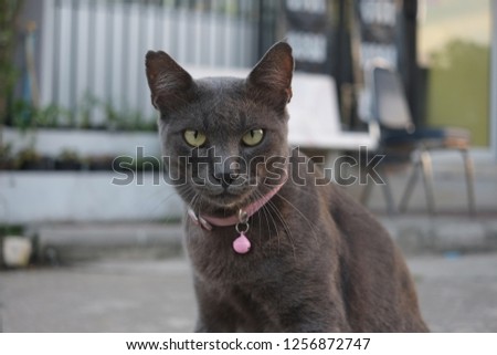 Adorable grey cat, British Shorthair mixed with Siamese cat.