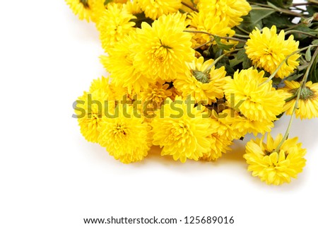 Bouquet of yellow flowers, chrysanthemums isolated on white background.