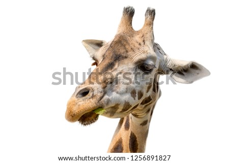 Closeup portrait of a giraffe head Giraffa Camelopardalis eating leaf isolated on white background.