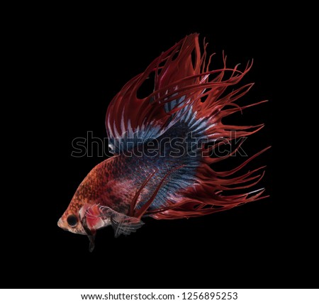 Thai popular aquarium fish isolated on black background