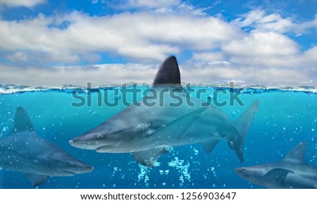 Half underwater photo of tropical paradise with a group of big sharks in Pacific ocean.  The water is clear and blue. There is blue sky with white clouds. 