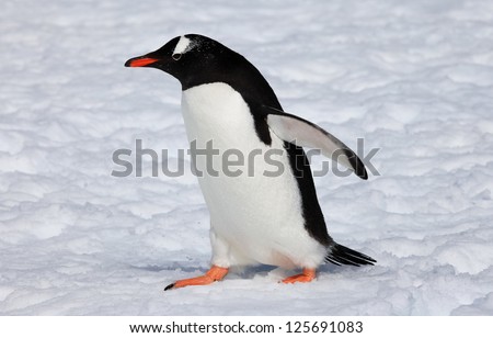Cute Gentoo penguin walking on snow in Antarctica