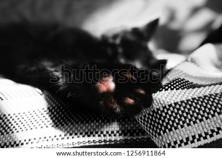 Paw with pads close-up against the backdrop of a sleeping cat on the wicker blanket. One color detail on a photo. A cat resting on the couch. The sun warms the cat and sunspots are reflected on sofa