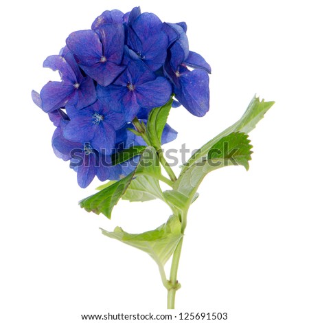 Side view of Lacecap Hydrangea isolated on white background.