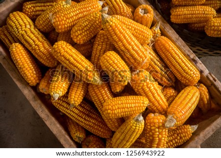 Vegetable,agricultural product beautiful Corn for livestock The store was put in the basket waiting for delivery.