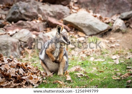 Close portrait of Yellow-footed rock-wallaby (Petrogale Xanthopus) in nature environment.