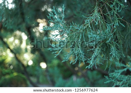 Close up pine leaves, green background, conifer leaves background.                               
