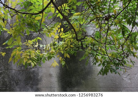 Close up outdoor view of a green silhouette branch lighted by the sun and with a grey black stone wall in background. Abstract image of foliage taken in a french rural village during autumn season.