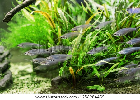 Unusual Glass catfish or ryptopterus vitreolus in aquarium Royalty-Free Stock Photo #1256984455
