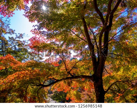 Beautiful maple leaves in the autumn of Japan