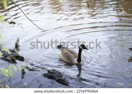 Ducks on a pond in Piedmont Park in Atlanta, GA