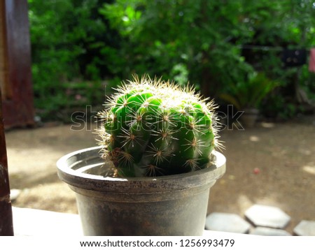 Small Micro Plants