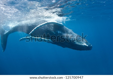 The Humpback whale (Megaptera novaeangliae) can reach lengths of 12-16 meters.  In the Atlantic, females give birth in the Caribbean then migrate north to feeding grounds off New England and Canada. Royalty-Free Stock Photo #125700947