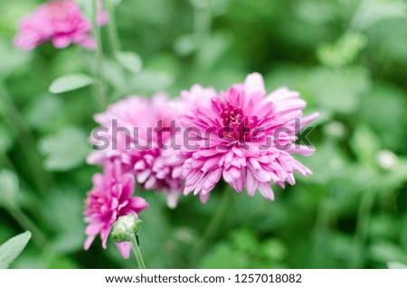 A close up pink flower with little petals named chrysanthemum against the blurred background of pink flowers and green leaves. 