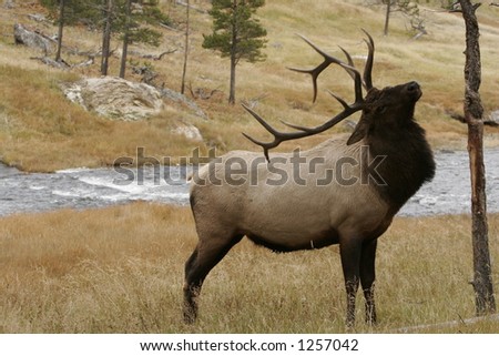 Majestic Elk Picture