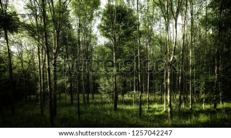 Lush green forest on spring day, trees (probably ash trees) , green leafs,  broad leaf trees,  green grass. Typical habitat of ticks. High resolution photo.Czech Republic,Europe. 