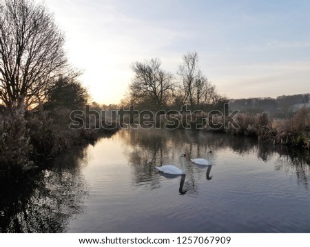 Swans at sunrise on the River Chess at Sarratt Bottom, Hertfordshire