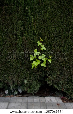Plant crossing the plant wall. Creeper wall. Escape, run away,