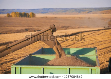 Harvester unloading wheat. Combine harvester in action on wheat field. a cornfield with wheat at harvest. a combine harvester at work. 
Harvester machine to harvest wheat field working. 