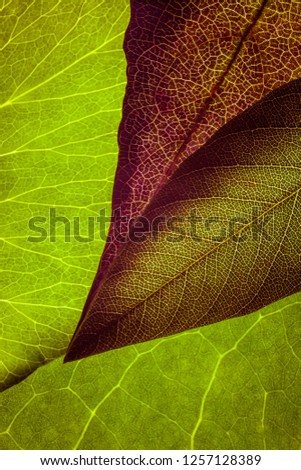 Close up macro fine detail and textures of leaves, backlit to enhance the beautiful fine detail of nature. Suitable for backgrounds.