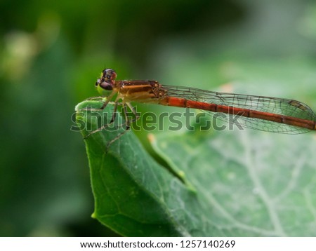 
Dragonfly in the lovely forest.