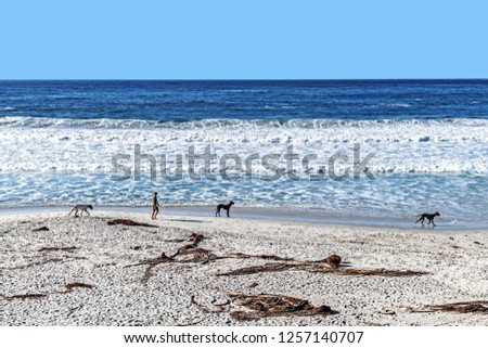 Dogs and their owners on the beach enjoying a walk in the sand Carmel Beach Monterey County California