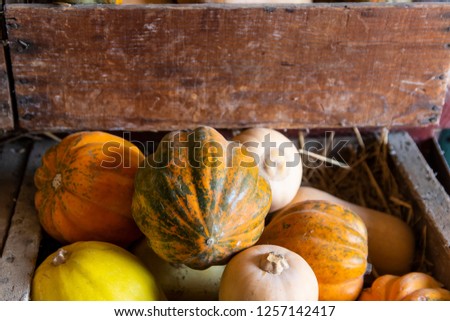 Colorful bright ripe pumpkins in a wooden box