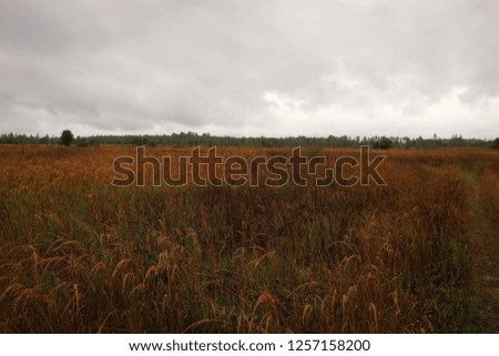Autumn field and meadow view near Tula, Central Russia
