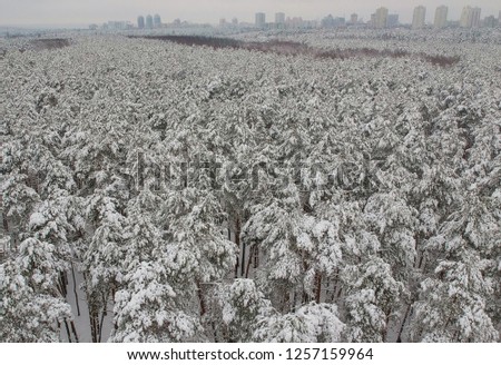 Beautiful snow-covered pine forest on a far background city. View from above