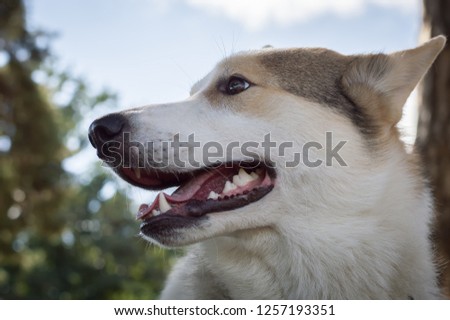Dog husky white on a walk close-up